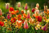 Fleurs colorées