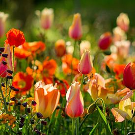Kunterbunte Blumen von Renate Dohr