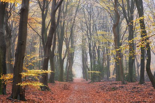 Regenachtige late herfst ochtend in het Speulderbos