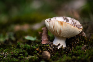 beiger Pilz