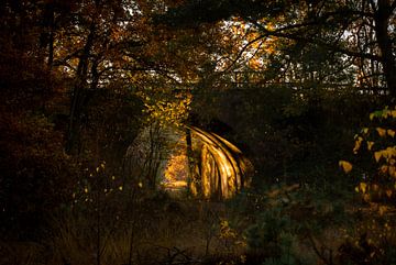 Ein Herbsttag im Wald von Het Boshuis
