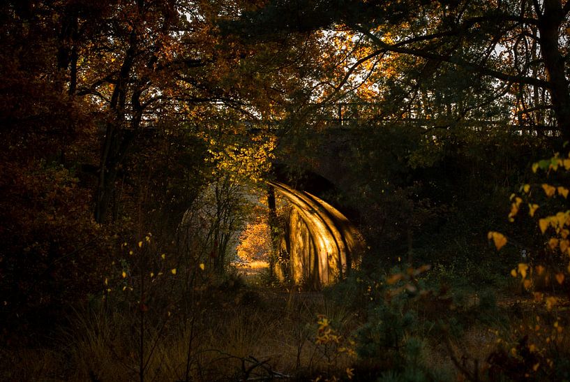 An autumn day in the forest by Het Boshuis
