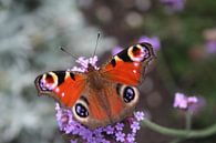 Peacock Butterfly von Lisanne Mudde Miniaturansicht