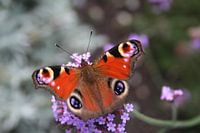 Peacock Butterfly