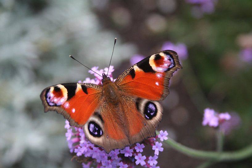 Peacock Butterfly von Lisanne Mudde