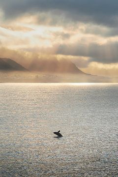 Springende walvis in Hermanus te Zuid Afrika van Thea.Photo