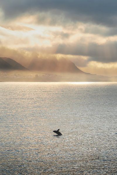 Springende walvis in Hermanus te Zuid Afrika van Thea.Photo