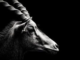 Antilopenbock im Schatten – Elegante Stärke von drdigitaldesign