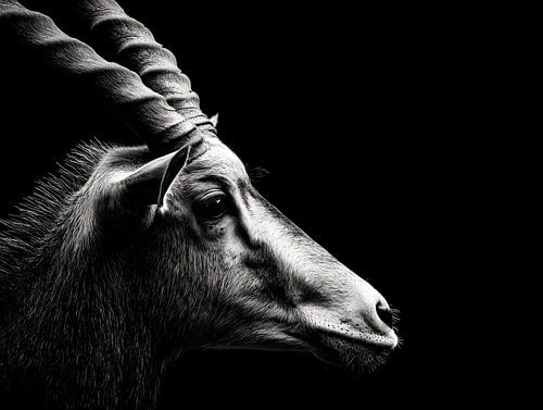 Een antilopebok in de schaduw – Elegante kracht