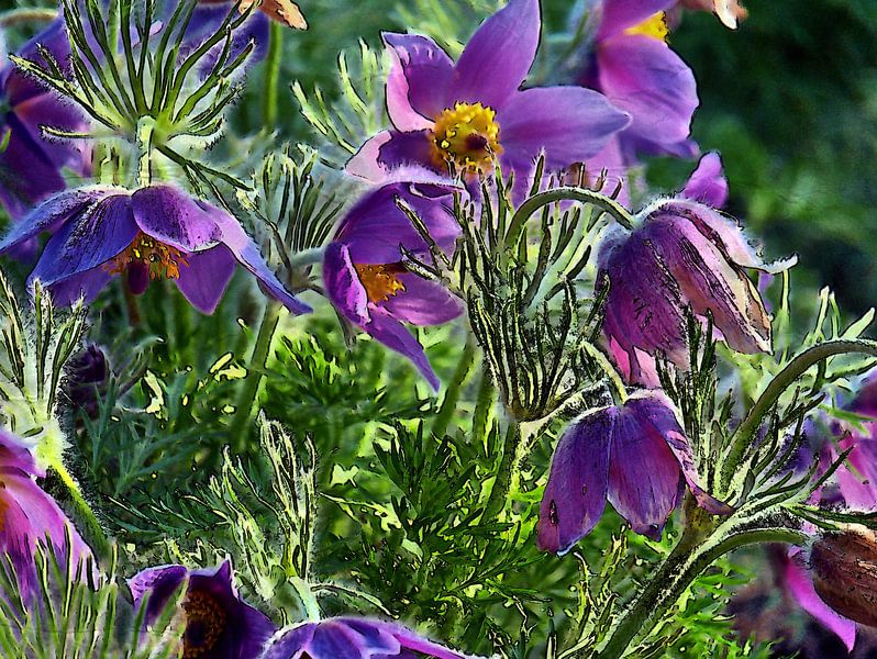 Fleur de pasque par Edgar Schermaul