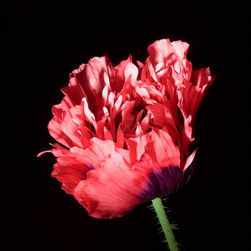 Rode dubbele slaapbol