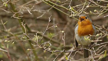 From full (red) breast! by Gerda de Voogd