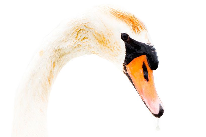 Headline portrait lumpy by Danny Slijfer Natuurfotografie