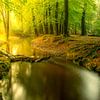 Creek in a bright green forest during an early fall morning by Sjoerd van der Wal