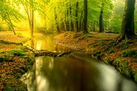 Leuvenumse beek in heldergroen bos tijdens een vroege herfstochtend van Sjoerd van der Wal Fotografie thumbnail