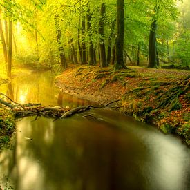 Leuvenumse beek in heldergroen bos tijdens een vroege herfstochtend van Sjoerd van der Wal Fotografie