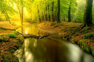 Ein Bach in einem hellgrünen Wald an einem frühen Herbstmorgen