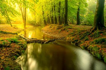 Ein Bach in einem hellgrünen Wald an einem frühen Herbstmorgen von Sjoerd van der Wal