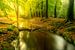 Leuvenumse beek in heldergroen bos tijdens een vroege herfstochtend van Sjoerd van der Wal