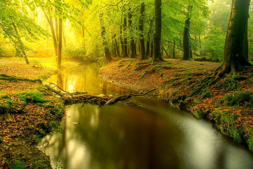 Leuvenumse beek in heldergroen bos tijdens een vroege herfstochtend van Sjoerd van der Wal Fotografie