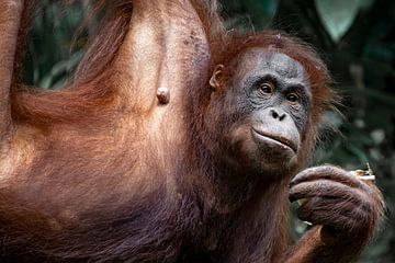 Orangs-outans à Bornéo, Malaisie sur Femke Ketelaar