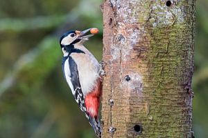  great spotted woodpecker  von Adriaan Westra