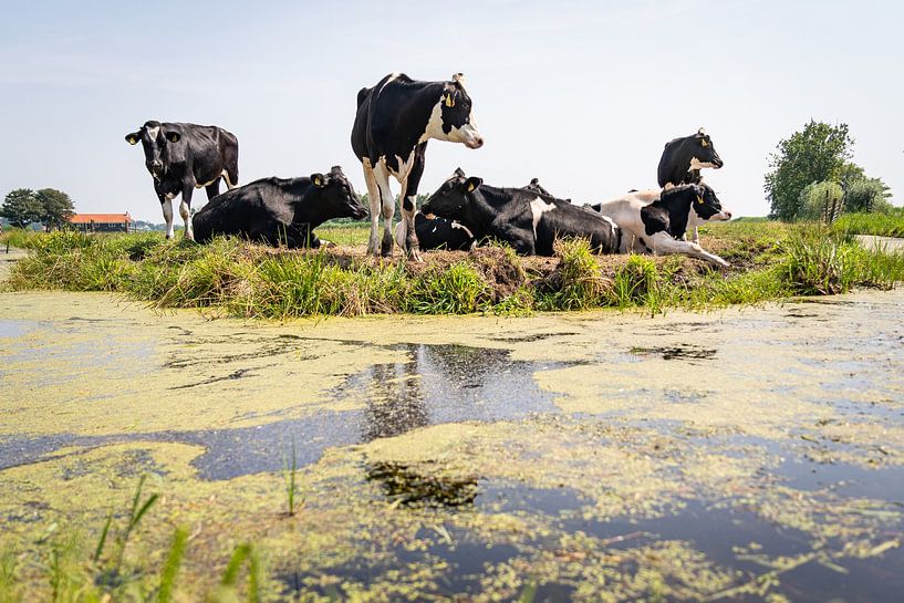 Kühe in Waterland von Martijn Beekman