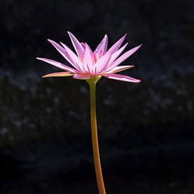 Roze bloem met donkere achtergrond van Laurens de Waard