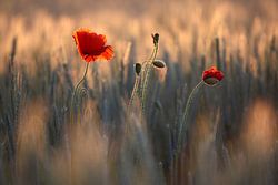 Poppy
