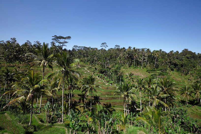 Tegallalang, Ubud, Bali. Les rizières en terrasses les plus spectaculaires de Bali par Tjeerd Kruse