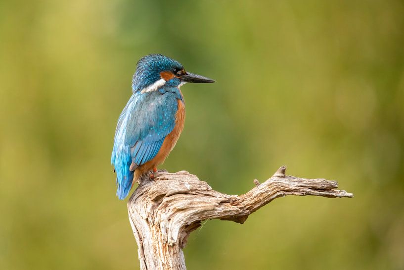 Kingfisher, Alcedo Atthis by Gert Hilbink