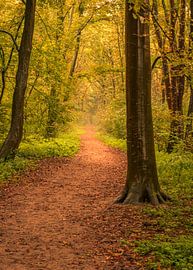 Into the forest