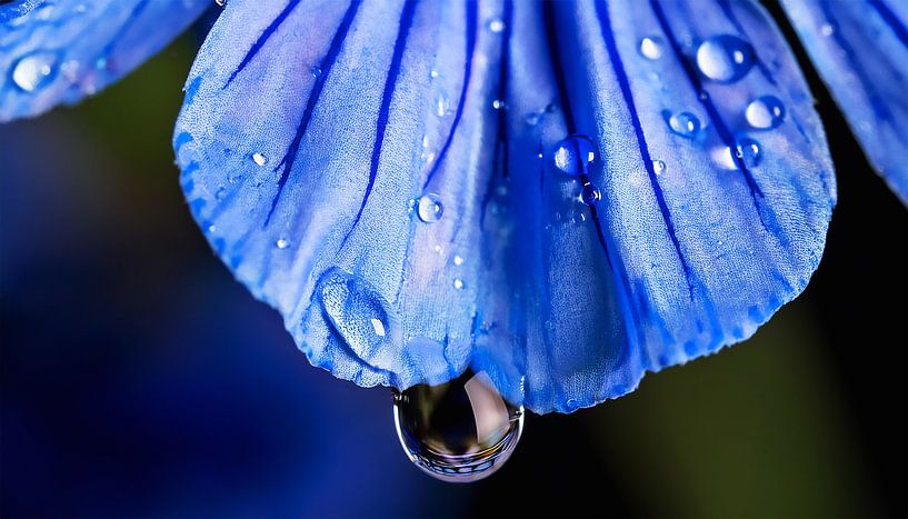 Bloem met regendruppels van Mustafa Kurnaz