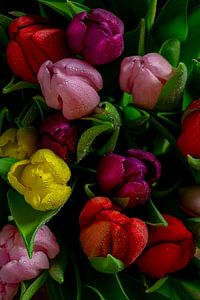 Tulpen Barock von Willy Sengers