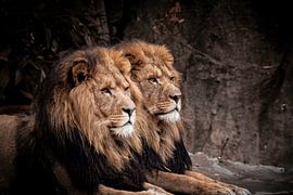 lions by Design Wall Arts