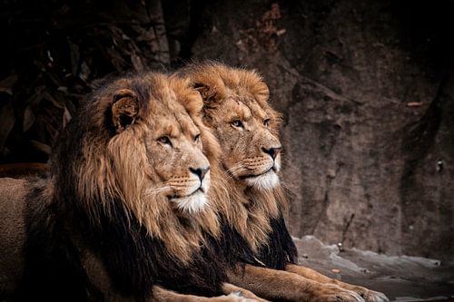 lions