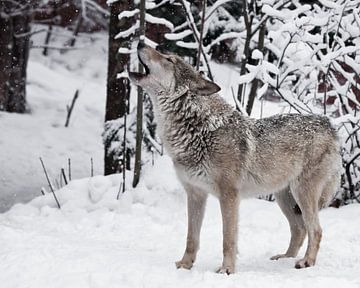 Das Lied des Wolfes. Ein Wolfsweibchen heult (heulend, schreiend), hebt die Schnauze nach oben und ö von Michael Semenov
