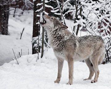 Lied van de wolf. Een wolf vrouwtje huilt (huilend, schreeuwend) en tilt zijn snuit omhoog en opent  van Michael Semenov