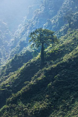 Einsamer Baum in märchenhafter Landschaft