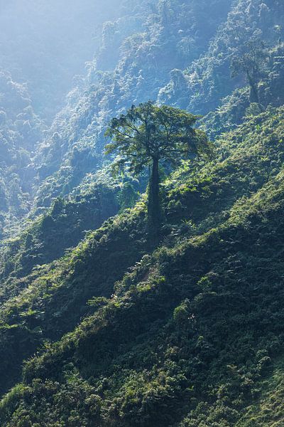 Einsamer Baum in märchenhafter Landschaft von Anouschka Hendriks