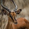 Springbock-Porträtfoto im Etosha-Nationalpark von lousfoto