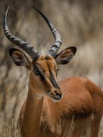 Springbok portret photography in Etosha National Park