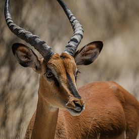 Springbok portret photography in Etosha National Park by lousfoto