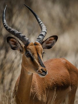 Springbok portretfoto in Etosha Nationaal Park van lousfoto