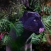 Schwarzer Panther im Dschungel von Tonny Verhulst