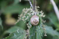cottage snail on a leaf
