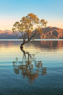 Nieuw-Zeeland Wanaka Boom van Jean Claude Castor