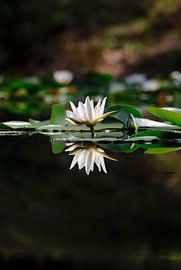 Reflet sur Thomas Jäger