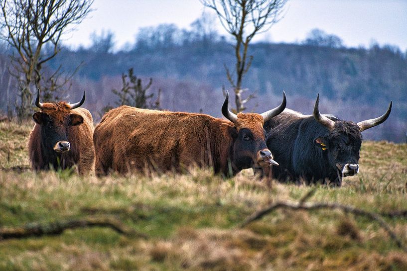 Hooglanders in een weiland van Martin Köbsch