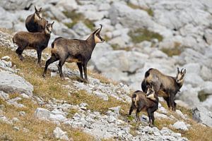 Gämse ( Rupicapra rupicapra ), Alt- und Jungtiere, Allgäuer Alpen, Deutschland.